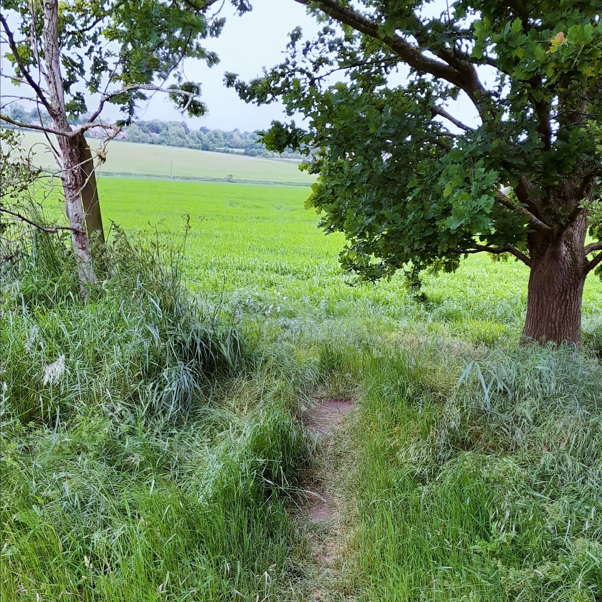 a view over fields through trees
